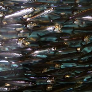 Californian Anchovy (Engraulis mordax)