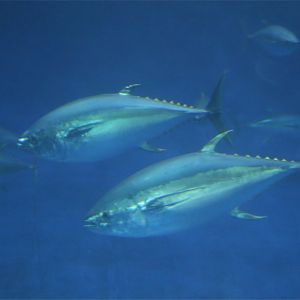 Yellowfin Tuna (Thunnus albacores)