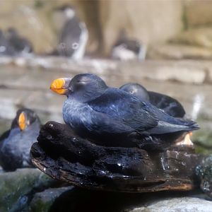 Tufted Puffin