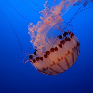 Purple-striped Jelly (Chrysaora colorata)