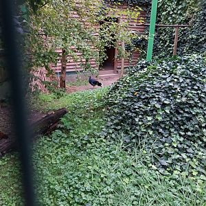 Zoo Lubin - Complex 34 (Lophura) - Bornean crested fireback (?)