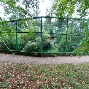 Zoo Lubin - Complex 34 (Lophura) - Malayan crestless fireback aviary
