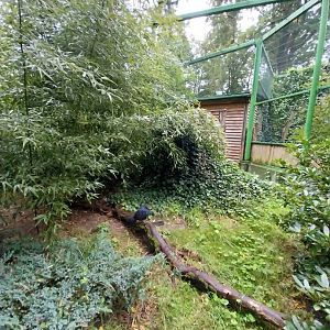 Zoo Lubin - Complex 34 (Lophura) - Malayan crestless fireback (Lophura erythrophthalma)