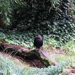 Zoo Lubin - Complex 34 (Lophura) - Malayan crestless fireback (Lophura erythrophthalma)