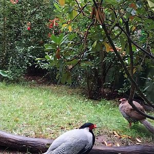 Zoo Lubin - Complex 34 (Lophura) - Jones' Silver pheasant (Lophura nucthemera jonesi)