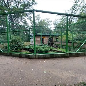 Zoo Lubin - Complex 34 (Lophura) - Common raven aviary