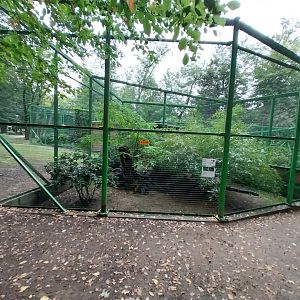 Zoo Lubin - Complex 34 (Lophura) - Grey Junglefowl aviary