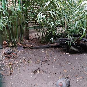 Zoo Lubin - Complex 33 (Lophura and Syrmaticus) - Siamese fireback (Lophura diardi)