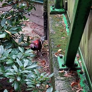 o Lubin - Complex 32 (Lophura and Syrmaticus) - Mrs. Hume's pheasant (Syrmaticus humiae)