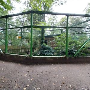 o Lubin - Complex 32 (Lophura and Syrmaticus) - Grey Peacock-pheasant aviary