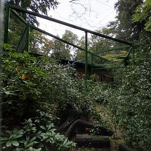 o Lubin - Complex 32 (Lophura and Syrmaticus) - Edwards's pheasant aviary