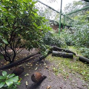 o Lubin - Complex 32 (Lophura and Syrmaticus) - Edwards's pheasant (Lophura edwardsi)