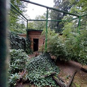 Zoo Lubin - Complex 32 (Lophura and Syrmaticus) - Soemmerings Copper pheasant (Syrmaticus soemmerringii soemmerringii)