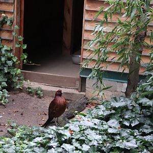 Zoo Lubin - Complex 32 (Lophura and Syrmaticus) - Soemmerings Copper pheasant (Syrmaticus soemmerringii soemmerringii)