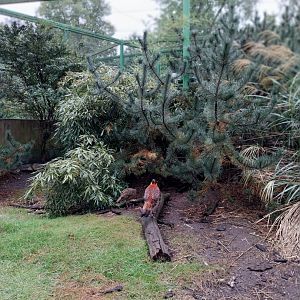 Zoo Lubin - Complex 31 - Temminck tragopan (Tragopan temminckii)
