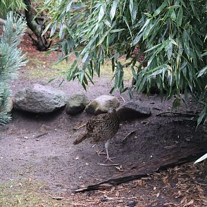 Zoo Lubin - Complex 31 - Temminck tragopan (Tragopan temminckii)