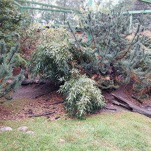 Zoo Lubin - Complex 31 - Temminck tragopan and Yellow-necked francolin aviary