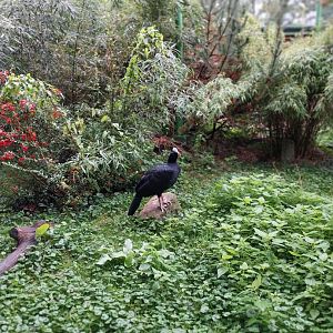 Zoo Lubin - Complex 31 - Northern helmeted curassow (Pauxi pauxi pauxi)