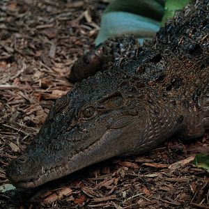 Philippine Crocodile (Crocodylus mindorensis)
