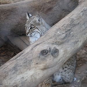 Bobcat (Lynx rufus)