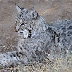 Bobcat