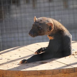 Tayra (Eira barbara)