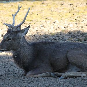 Japanese Sika (Cervus nippon)