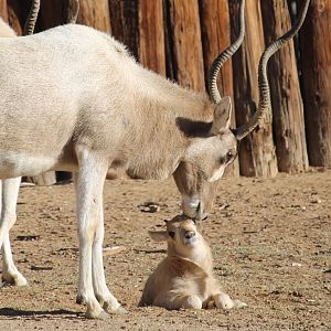 Addax with calf