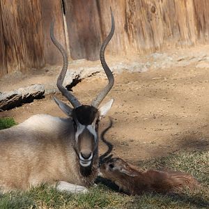 Addax mother and calf