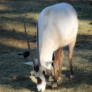 Arabian Oryx (Oryx leucoryx)