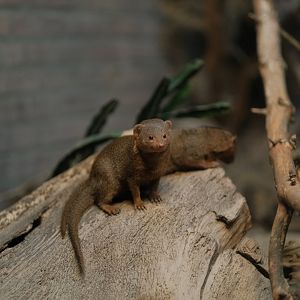Dwarf Mongoose (Helogale parvula)