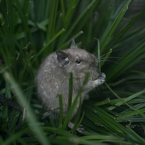 Common Degu (Octodon degus)
