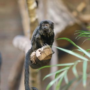 Goeldi's Marmoset (Callimico goeldii)