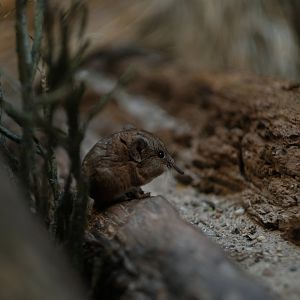 Round-eared Elephant Shrew (Macroscelides proboscideus)