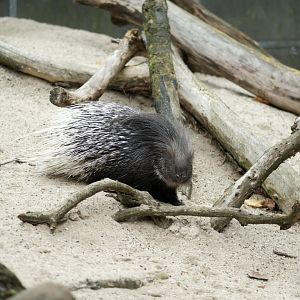 Indian Crested Porcupine (Hystrix indica)
