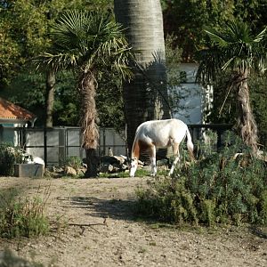 Scimitar-horned Oryxes (Oryx dammah) mixed with Meerkats (Suricata suricatta)