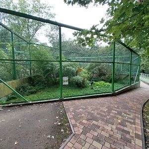 Zoo Lubin - Complex 31 - Northern Helmeted curassow aviary