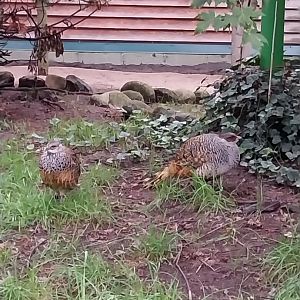 Zoo Lubin - Complex 31 - Cheer pheasant (Catreus wallichii)