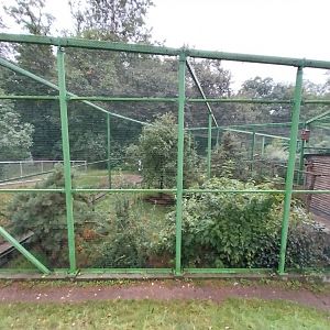 Zoo Lubin - Complex 31 - Eurasian hobby aviary