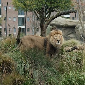 Lion (Panthera leo)