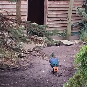 Zoo Lubin - Complex 31 - Himalayan monal (Lophophorus impejanus)