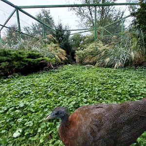 Zoo Lubin - Complex 31 - Malayan great argus (Argusianus argus argus)
