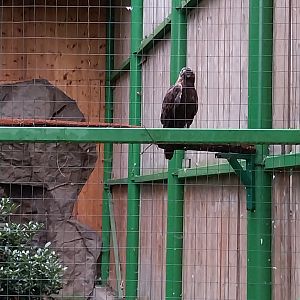 Zoo Lubin - Complex 14 (Eagles) - European golden eagle (Aquila chrysaetos chrysaetos)