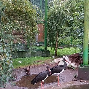 Zoo Lubin - Complex 13 (Storks) - Black stork (Ciconia nigra) and Ferruginous duck (Aythya nyroca)