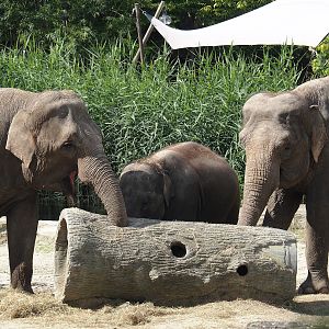 Asian elephants (Elephas maximus), 2024-06-23