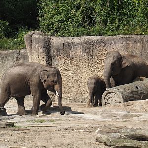 Asian elephants (Elephas maximus), 2024-06-23