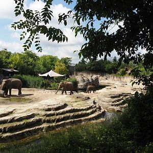 Jungola - Asian elephant exhibit, 2024-06-23