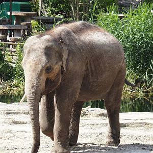 Asian elephant (Elephas maximus), 2024-06-23