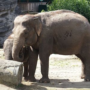 Asian elephants (Elephas maximus), 2024-06-23
