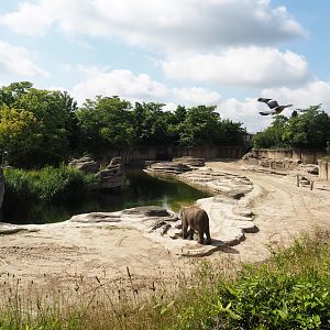 Jungola - Asian elephant exhibit, 2024-06-23